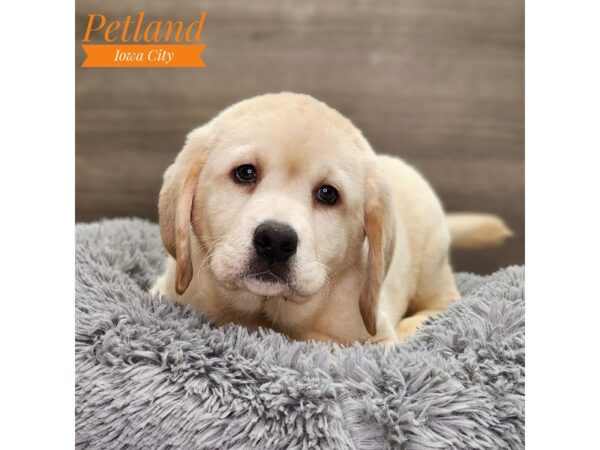 Labrador Retriever Dog Male Yellow 18774 Petland Iowa City, Iowa