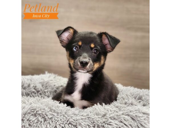 Alaskan Klee Kai/Miniature Australian Shepherd-Dog-Female-Black / White-18782-Petland Iowa City, Iowa