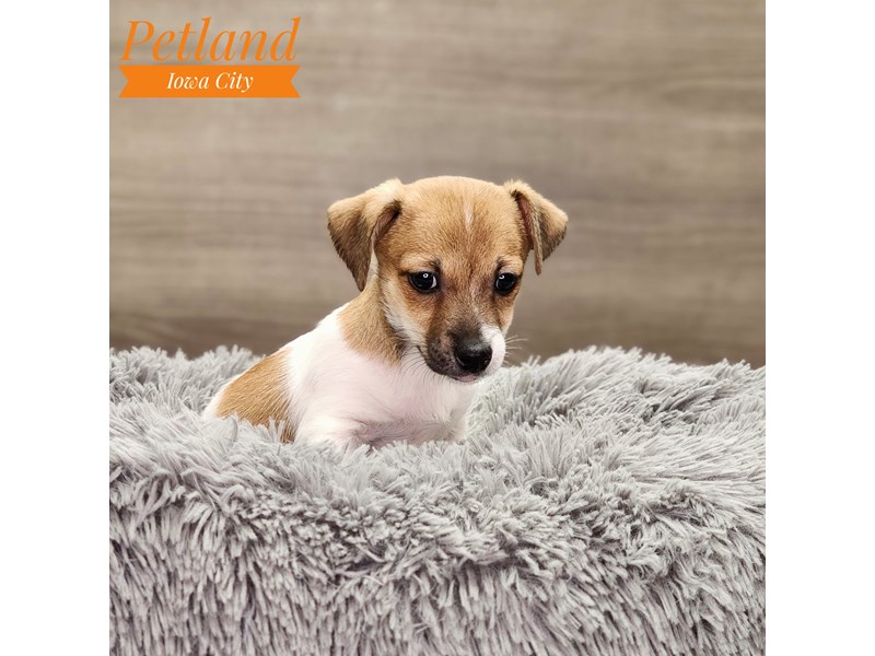 Jack Russell Terrier Dog Female Brown / White 18777
