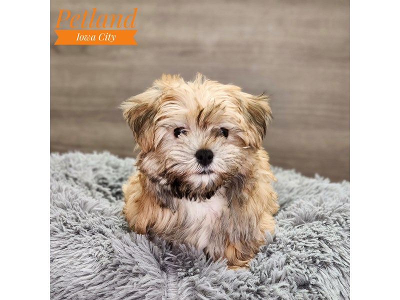 Morkie Dog Female gld 18767