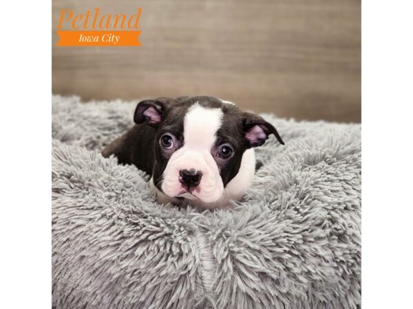 Boston Terrier Dog Male Black / White 18771 Petland Iowa City, Iowa