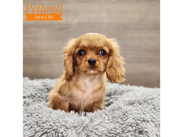 Cavalier King Charles Spaniel Dog Female Ruby 18772 Petland Iowa City, Iowa