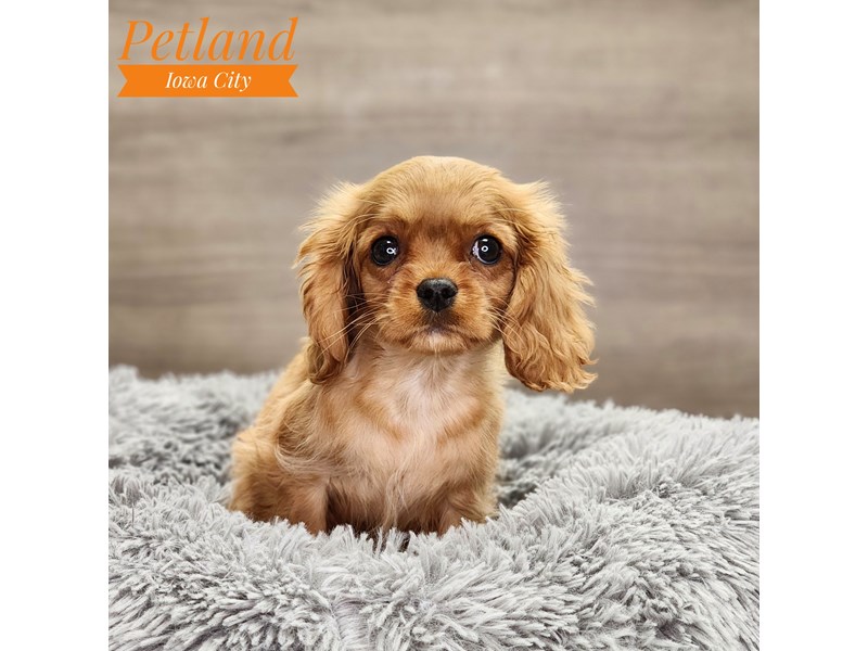 Cavalier King Charles Spaniel Dog Female Ruby 18772