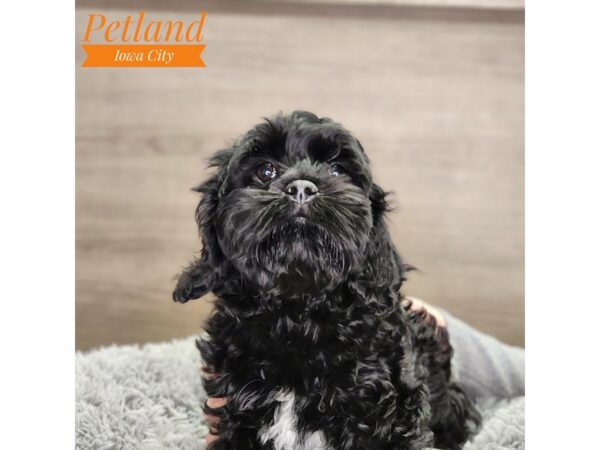 Cock A Poo-Dog-Female-Black-18713-Petland Iowa City, Iowa