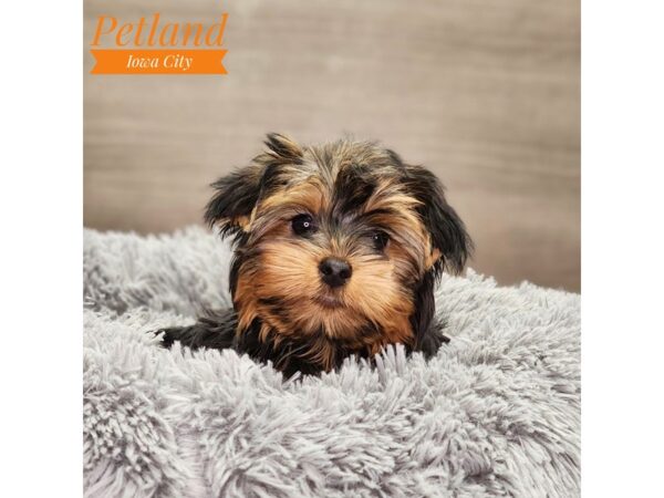 Yorkshire Terrier Dog Female blk & gld 18766 Petland Iowa City, Iowa