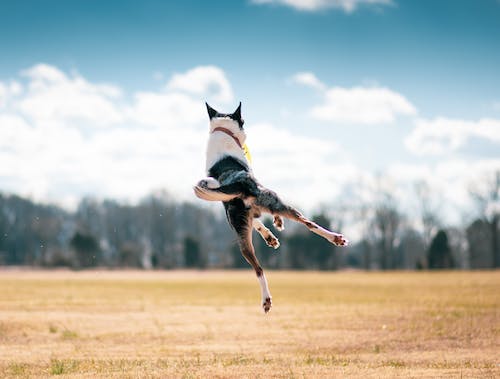 High Energy Dogs