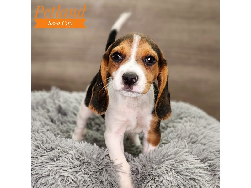 Beagle Dog Female Black 18669