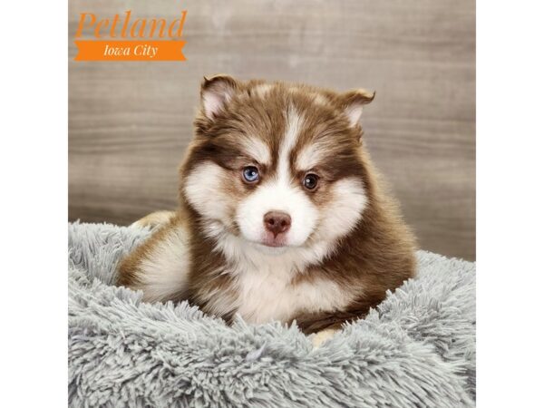 Pomsky 2nd Gen Dog Male Chocolate 18697 Petland Iowa City, Iowa