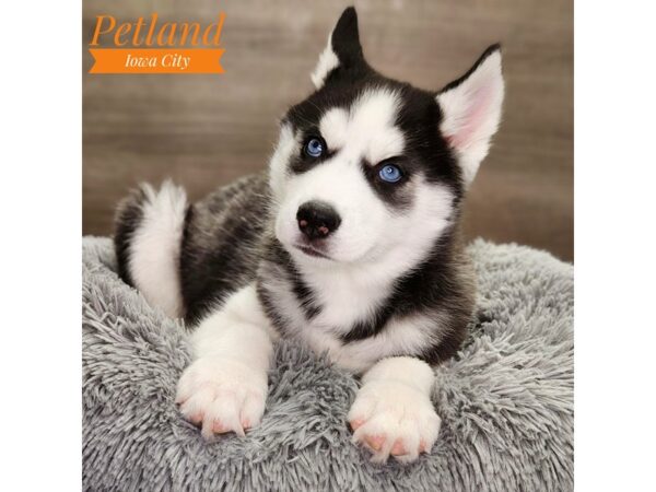 Siberian Husky Dog Male Black / White 18690 Petland Iowa City, Iowa