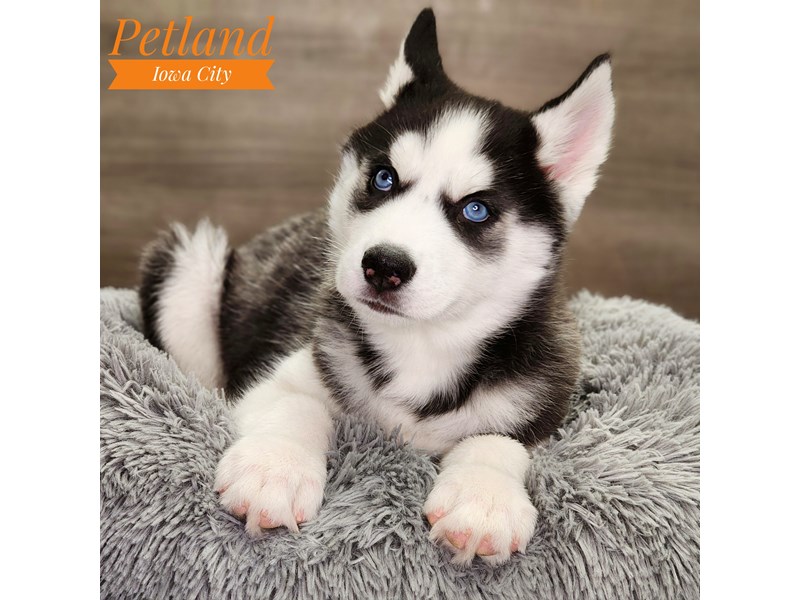 Siberian Husky Dog Male Black / White 18690