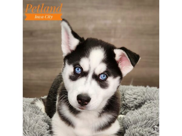 Siberian Husky Dog Male Black / White 18691 Petland Iowa City, Iowa