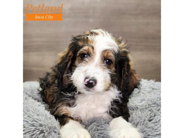 Miniature Bernedoodle Dog Male Sable Merle 18692 Petland Iowa City, Iowa