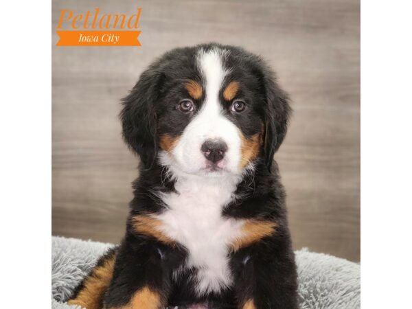 Bernese Mountain Dog Dog Female Tri-Colored 18702 Petland Iowa City, Iowa