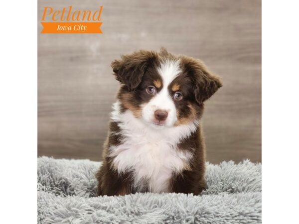 Toy Australian Shepherd Dog Female Chocolate 18711 Petland Iowa City, Iowa