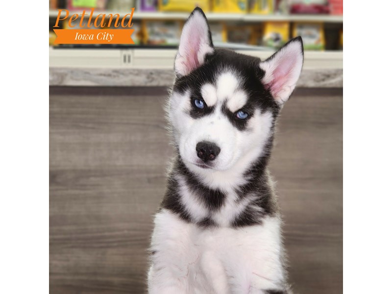 Siberian Husky Dog Female Black / White 18709