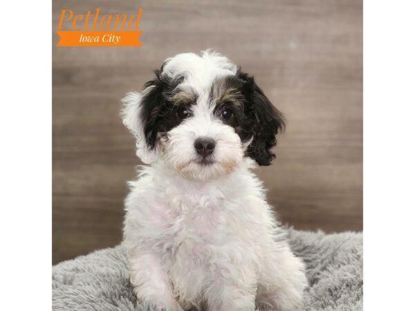 Bernedoodle Mini 2nd Gen Dog Female White 18716 Petland Iowa City, Iowa