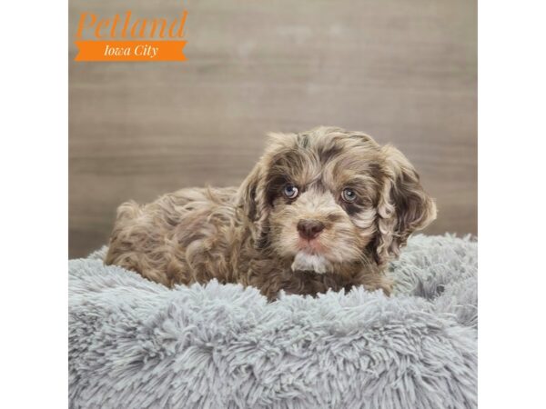 Cockapoo Dog Male Chocolate Merle 18714 Petland Iowa City, Iowa