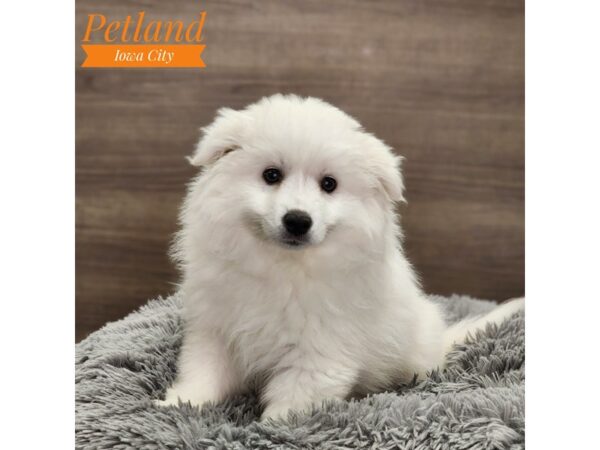 American Eskimo Dog Female White 18732 Petland Iowa City, Iowa