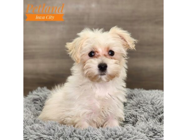 Havanese Dog Female 18726 Petland Iowa City, Iowa