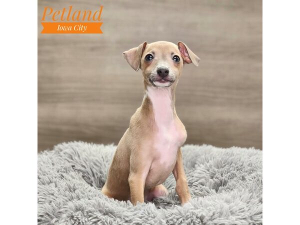 Italian Greyhound-Dog-Female-Blue Fawn-18733-Petland Iowa City, Iowa