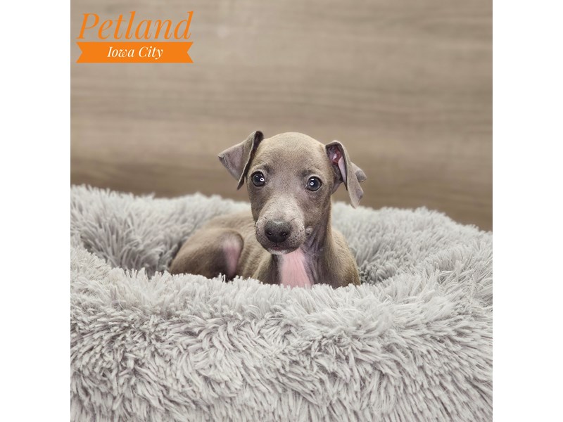 Italian Greyhound Dog Male Blue 18734