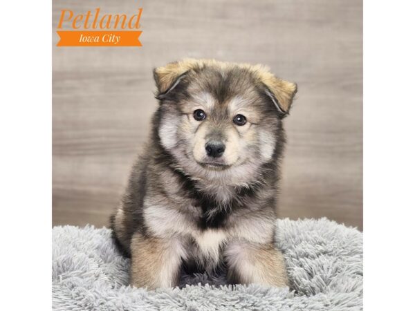 Pomsky Dog Male Sable 18741 Petland Iowa City, Iowa