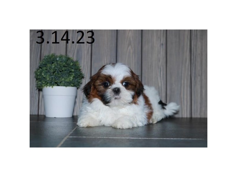 Shih Tzu Dog Female Red Sable 18756