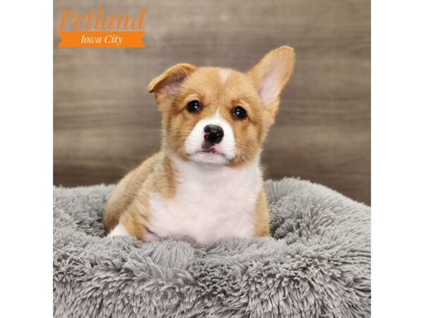 Pembroke Welsh Corgi-Dog-Male-red-tri-18743-Petland Iowa City, Iowa