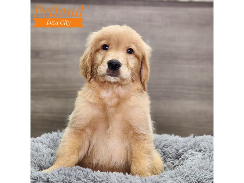 Golden Retriever Dog Male Golden 18747