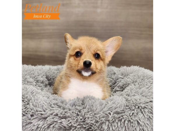 Pembroke Welsh Corgi-Dog-Female-red-tri-18742-Petland Iowa City, Iowa