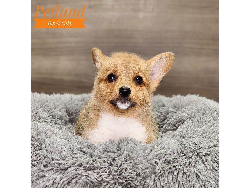 Pembroke Welsh Corgi Dog Female red-tri 18742
