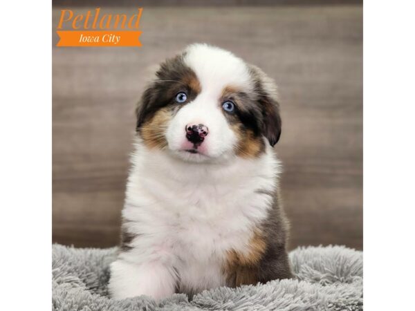 Miniature American Shepherd-Dog-Female-brindle-18744-Petland Iowa City, Iowa