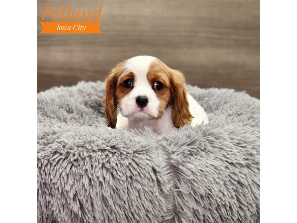 Cavalier King Charles Spaniel-Dog-Male-Blenheim-18753-Petland Iowa City, Iowa