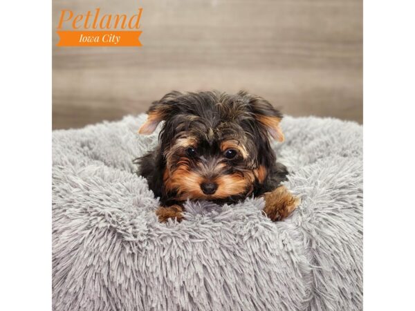 Yorkshire Terrier-Dog-Male-blk & gld-18760-Petland Iowa City, Iowa