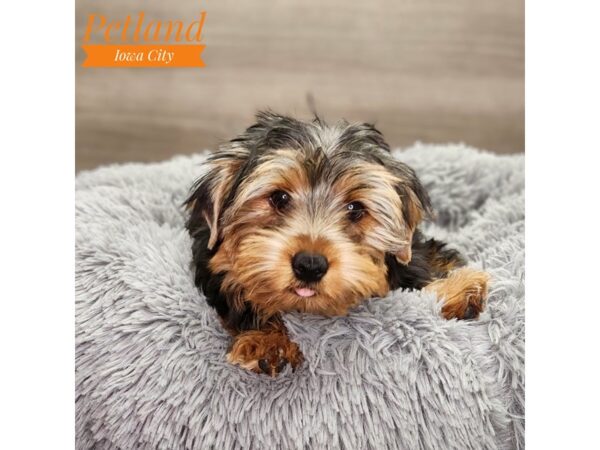 Yorkshire Terrier-Dog-Male-blk & gld-18761-Petland Iowa City, Iowa