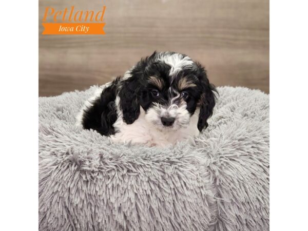 [#18759] White / Black Male Cock A Poo 2nd Gen Puppies For Sale