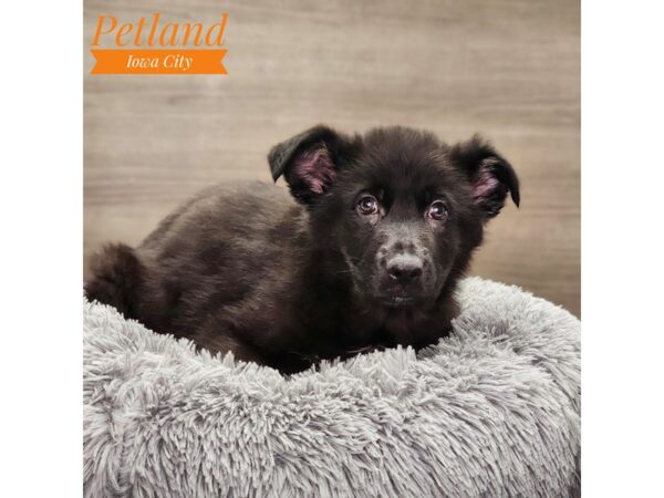 German Shepherd Dog-Dog-Male-Black-18780-Petland Iowa City, Iowa