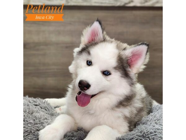 Siberian Husky Dog Male Gray / White 18776 Petland Iowa City, Iowa