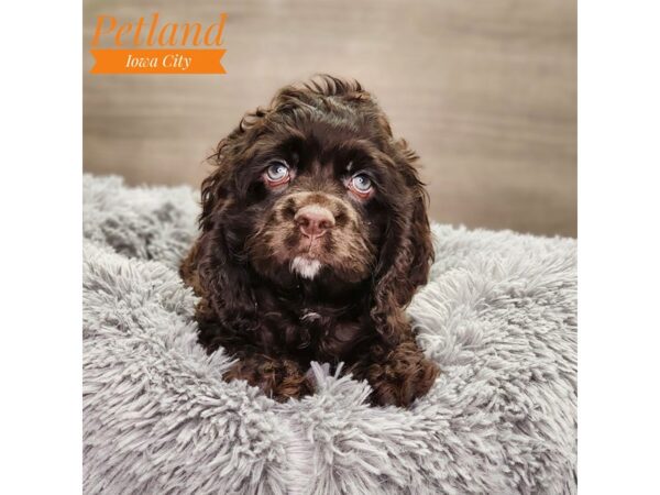 Cocker Spaniel Dog Male Chocolate 18773 Petland Iowa City, Iowa