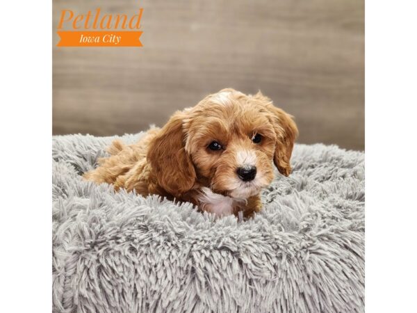 Goldendoodle Mini 2nd Gen-Dog-Female-Apricot-18781-Petland Iowa City, Iowa