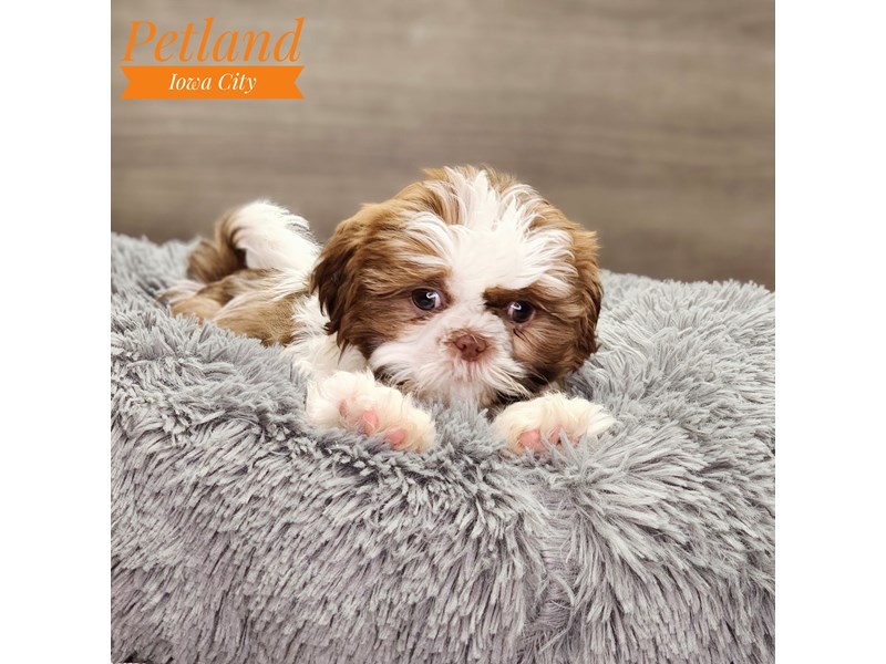 Shih Tzu Dog Male Red / White 18775