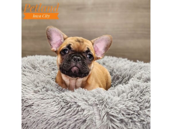 French Bulldog-Dog-Female-fwn & wh-18768-Petland Iowa City, Iowa