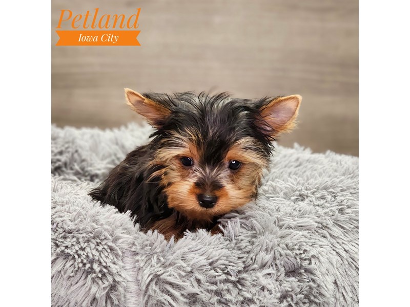 Yorkshire Terrier Dog Male blk & gld 18765