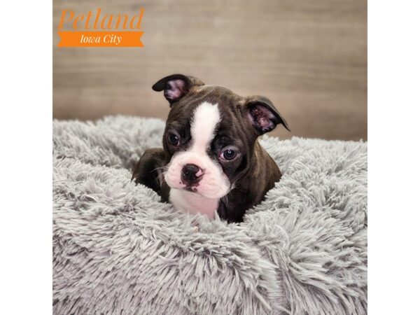 [#18763] blk brdl/wh Female Boston Terrier Puppies For Sale