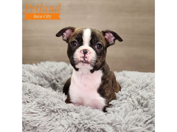 Boston Terrier Dog Male blk/wh 18762 Petland Iowa City, Iowa