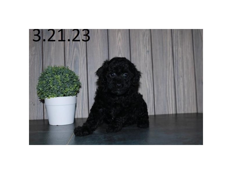 Poodle Dog Female Black 18787
