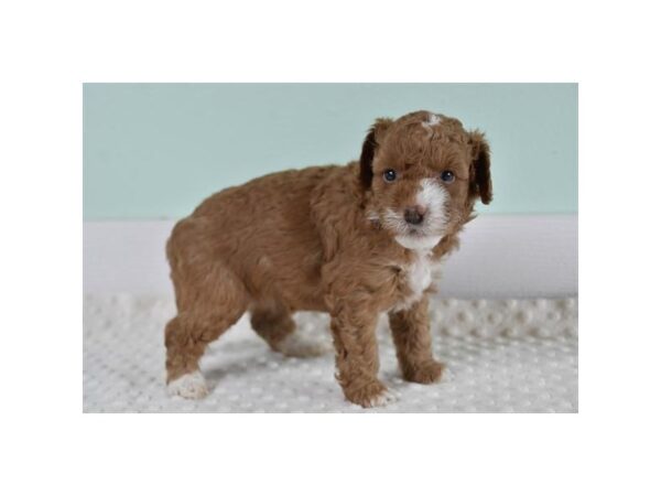 Goldendoodle Mini 2nd Gen Dog Female Red 18790 Petland Iowa City, Iowa