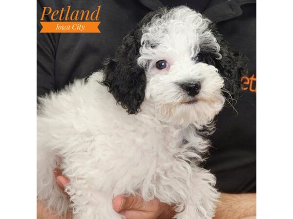 Italian Greyhound/Poodle Dog Male White / Black 18739 Petland Iowa City, Iowa