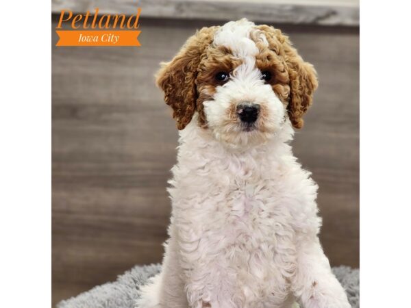 Poodle Standard-Dog-Female-Brown / White-18788-Petland Iowa City, Iowa