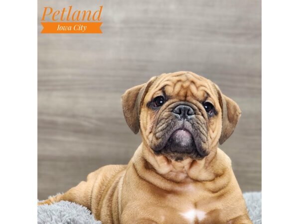 Mini Bulldog 2nd Gen Dog Male apct, blk msk 18785 Petland Iowa City, Iowa